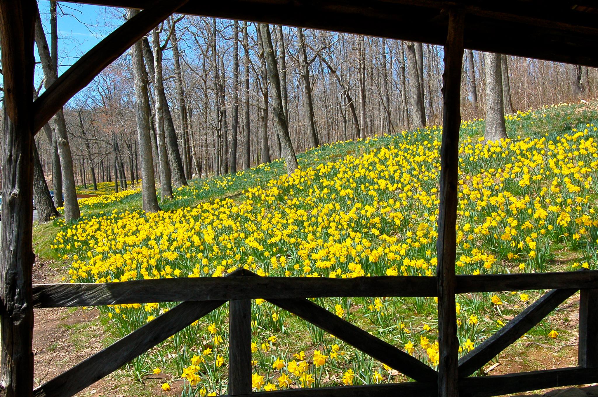 43rd Annual Daffodil Festival Visit CT